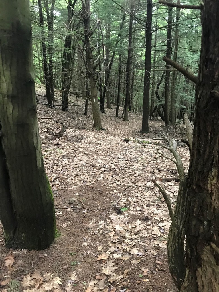 Scott New England Trail (CT, MA) 20190531 Fastest